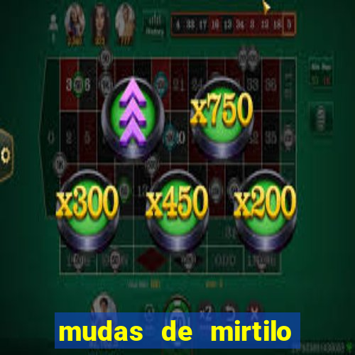 mudas de mirtilo em porto alegre